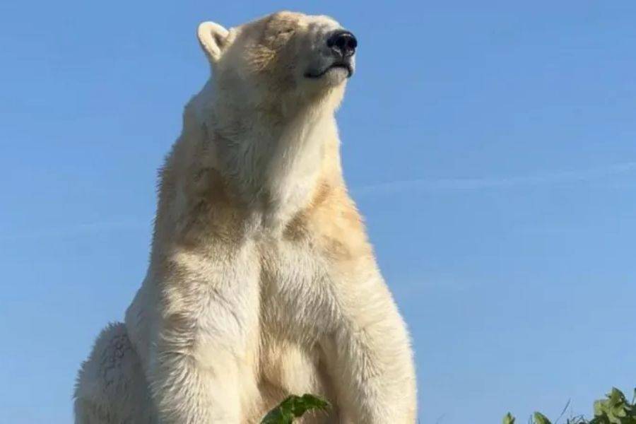 JIMMY’S FARM MOURNS LOSS OF POLAR BEAR HOPE DURING DENTAL PROCEDURE